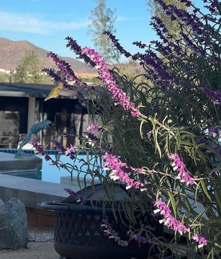 Finca Cazosa Valle de Guadalupe Exterior photo